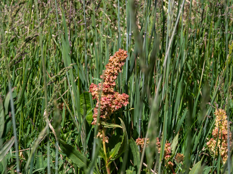 Wild Rhubarb or Arizona Dock (Rumex hymenosepalus)