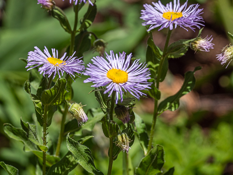 Showy Fleabane (Erigeron speciosus)