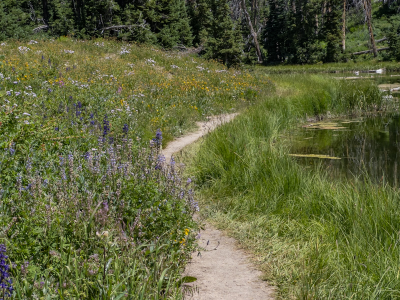 Alpine Pond with Wildflowers. Cedar Breaks National Monument, Utah