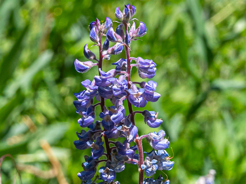 Silvery Lupine (Lupinus argenteus)