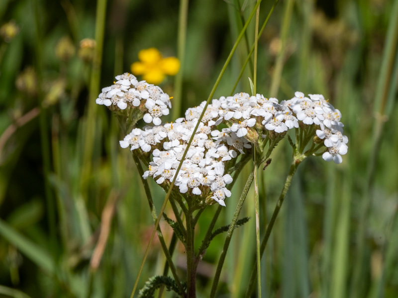 Yarrow (Achillea millefolium)