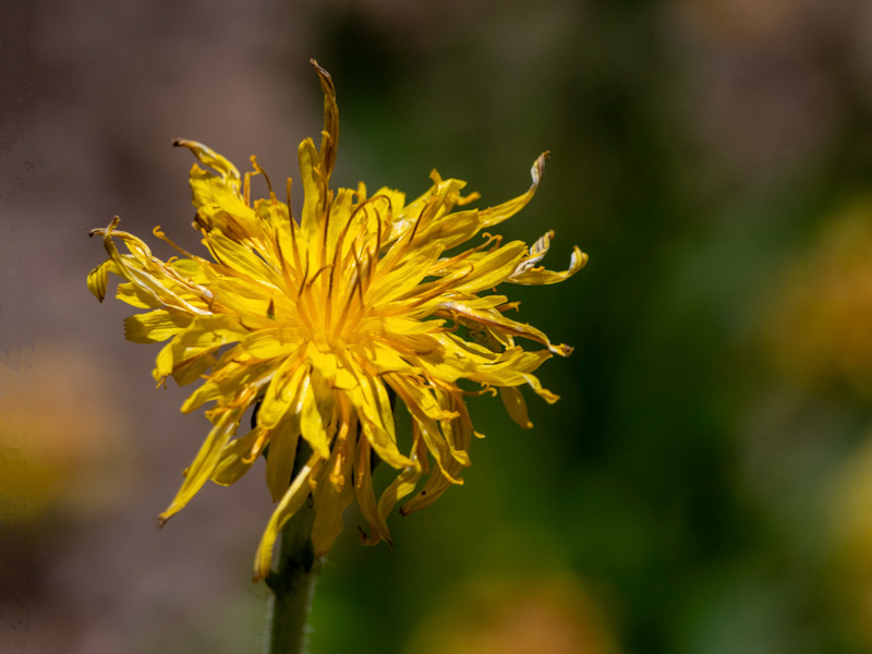 Pale Agoseris (Agoseris glauca). Cedar Breaks National Monument, Utah