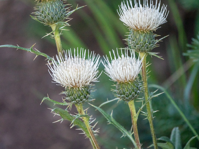 Fringed Thistle (Cirsium clavatum) var americanum