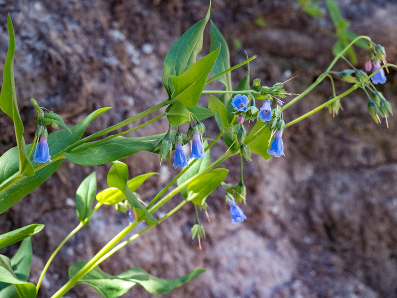 Aspen Bluebells (Mertensia arizonica)