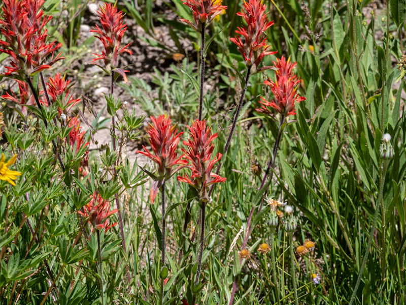 Giant Red Indian Paintbrush (Castilleja miniata). Cedar Breaks National Monument, Utah