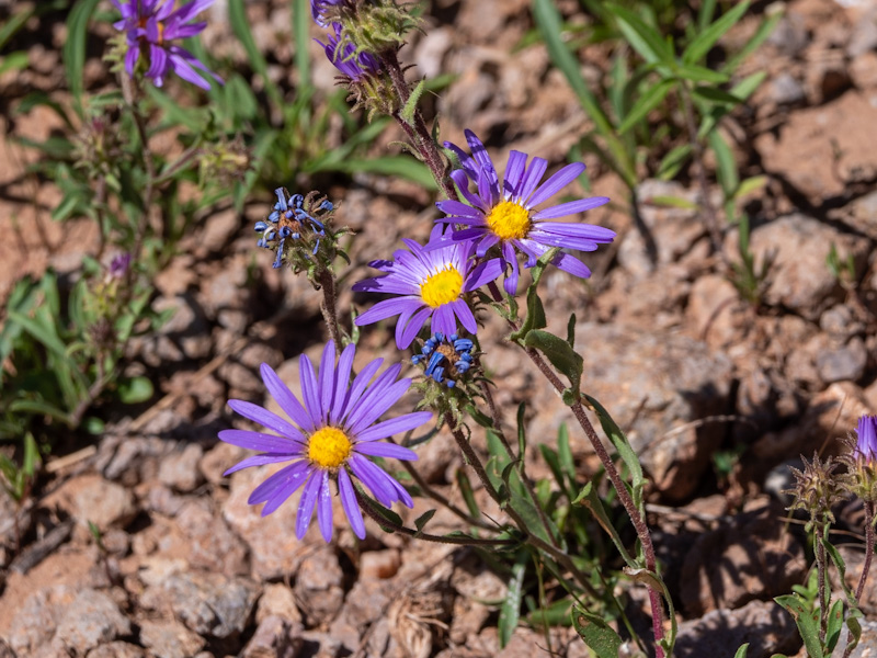 Bigelow’s Tansyaster (Dieteria bigelovii var. commixta). Cedar Breaks National Monument, Utah