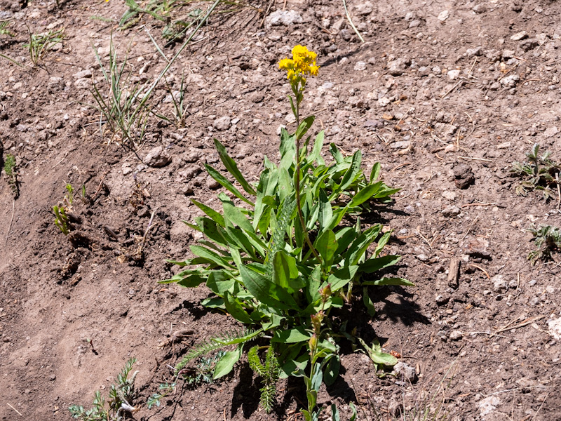 Rocky Mountain Goldenrod (Solidago multiradiata) - Travel To Eat