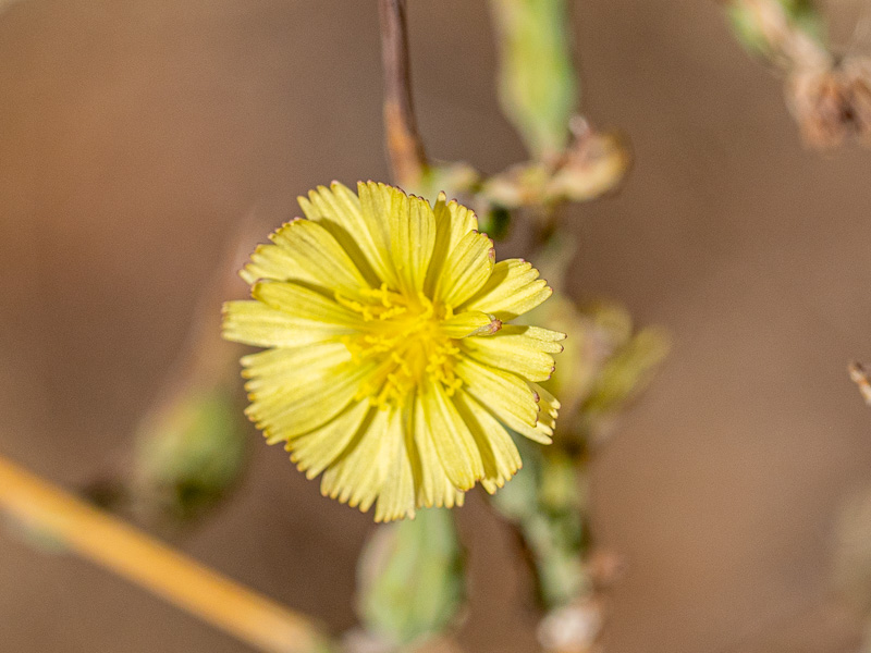 Prickly Lettuce (Lactuca serriola). Cedar City, UT