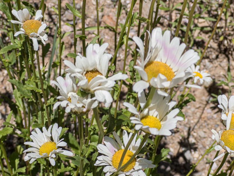 Oxeye Daisy (Leucanthemum vulgare)