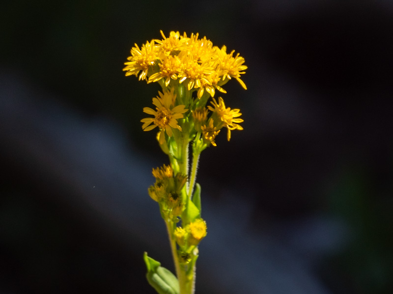 Rocky Mountain Goldenrod (Solidago multiradiata) - Travel To Eat