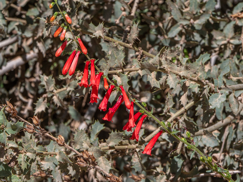 Firecracker Penstemon (Penstemon eatonii). Red Rock Canyon, Las Vegas