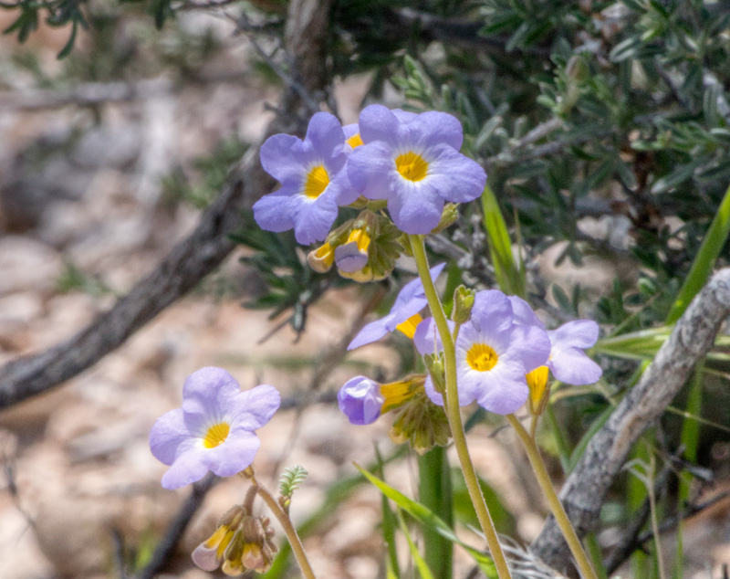 Fremont’s Phacelia (Phacelia fremontii). Red Rock Canyon, Las Vegas