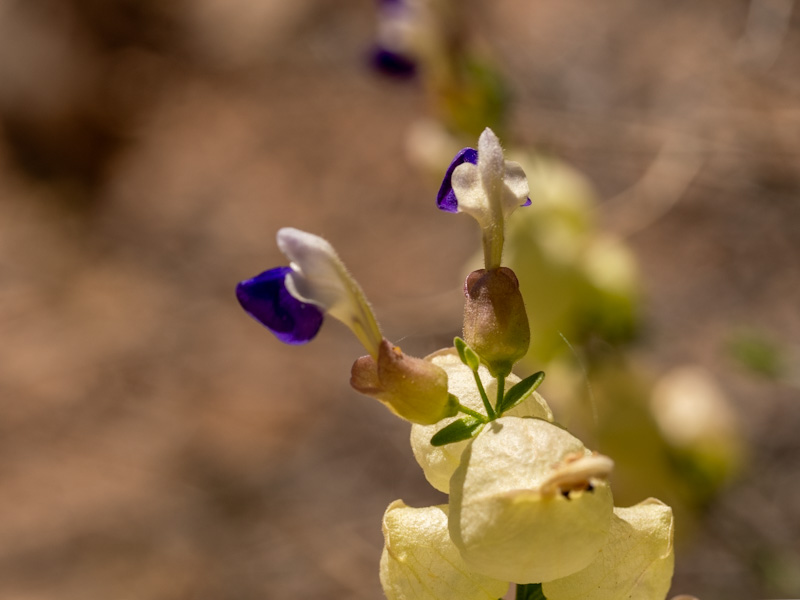 Paperbag Bush (Scutellaria mexicana). Red Rock Canyon, Las Vegas