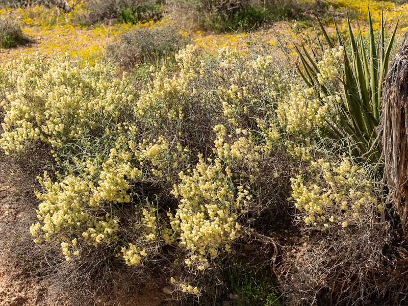 Paperbag Bush (Scutellaria mexicana) Along a Wash. Red Rock Canyon, Las Vegas