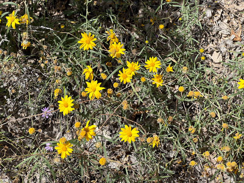 Showy Goldeneye (Heliomeris multiflora var. nevadensis). Mount Charleston, Nevada