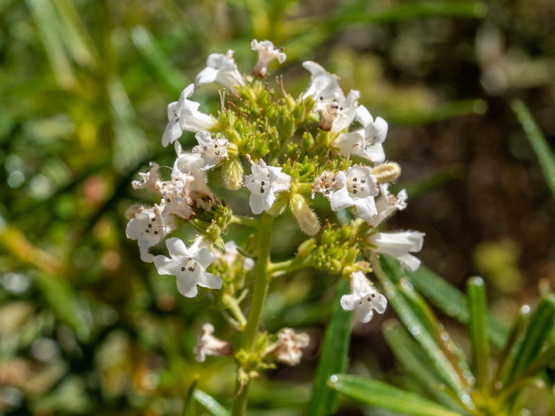 Narrow Leaved Yerba Santa (Eriodictyon angustifolium). Mount Charleston, Las Vegas