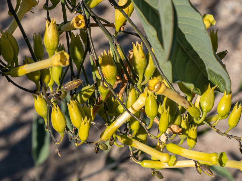 Tree Tobacco (Nicotiana glauca). Las Vegas Wash, Nevada (December 22)