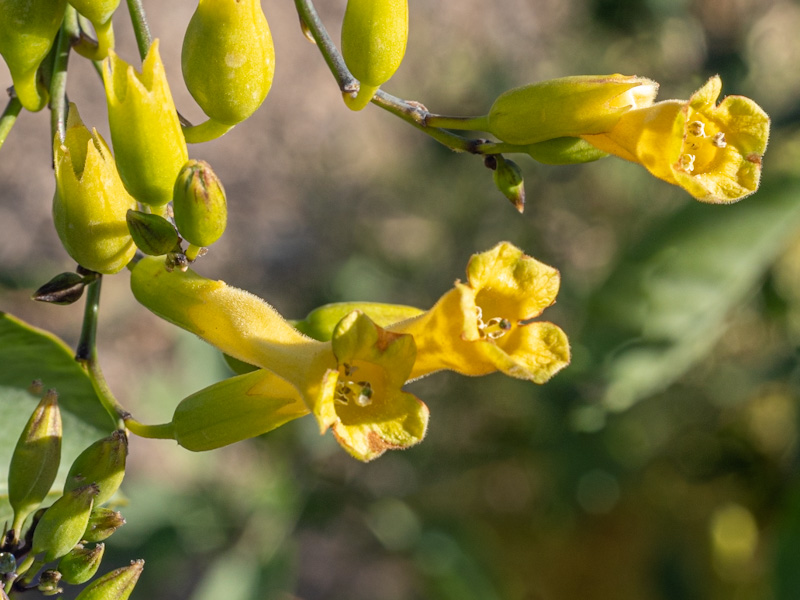 Tree Tobacco (Nicotiana glauca). Las Vegas Wash, Nevada (December 22)