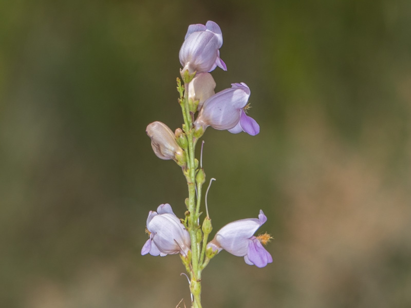 Palmers Penstemon (Penstemon palmeri). Corn Creek, Las Vegas (May 2)