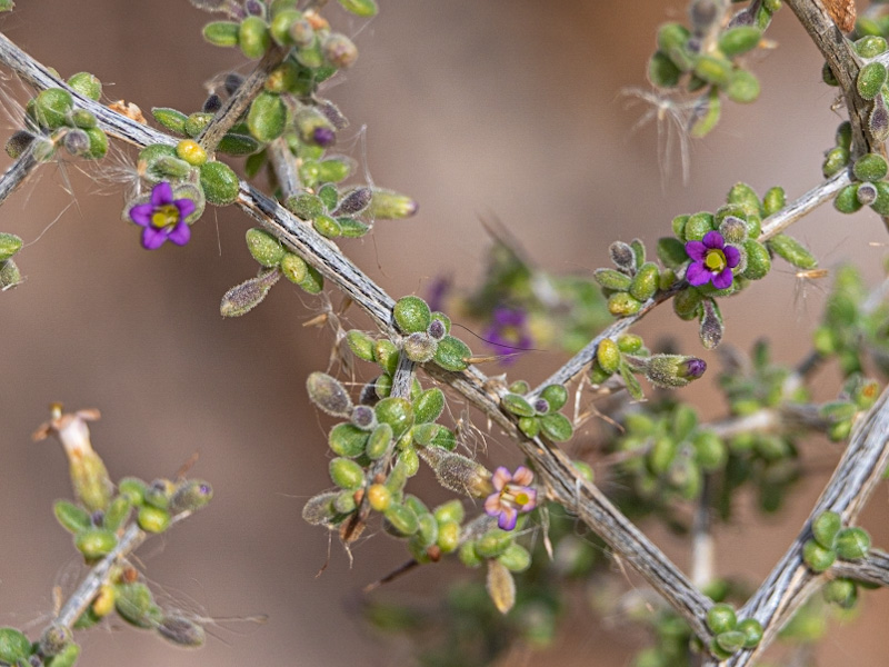 Fremont's Desert-Thorn (Lycium fremontii). Clark County Wetlands Park, Las Vegas (February 21)