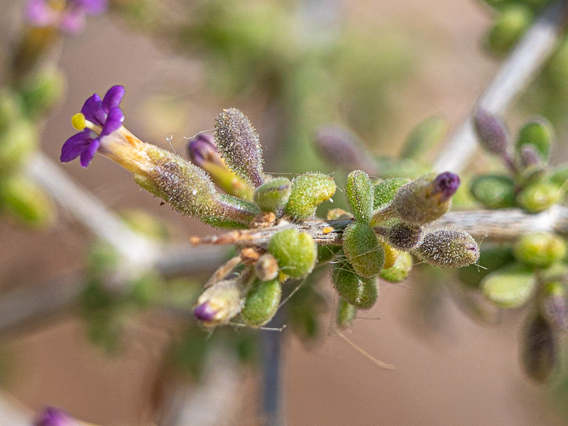 Fremont's Desert-Thorn (Lycium fremontii). Clark County Wetlands Park, Las Vegas (February 21)