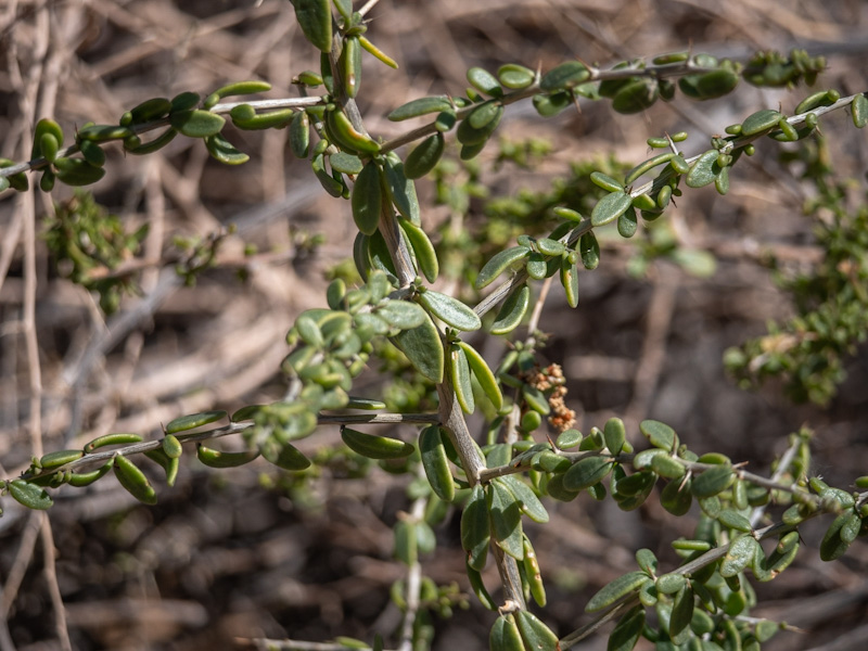 Fremont's Desert-Thorn (Lycium fremontii). Clark County Wetlands Park, Las Vegas (March 3)