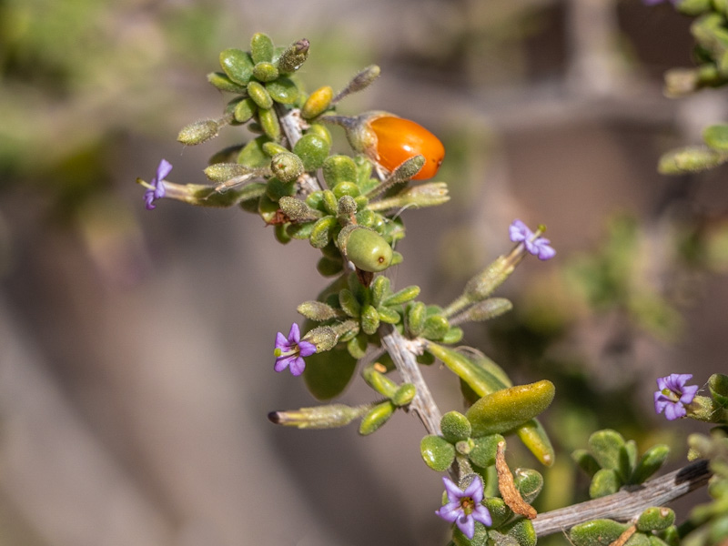 Fremont's Desert-Thorn (Lycium fremontii). Clark County Wetlands Park, Las Vegas (March 3)