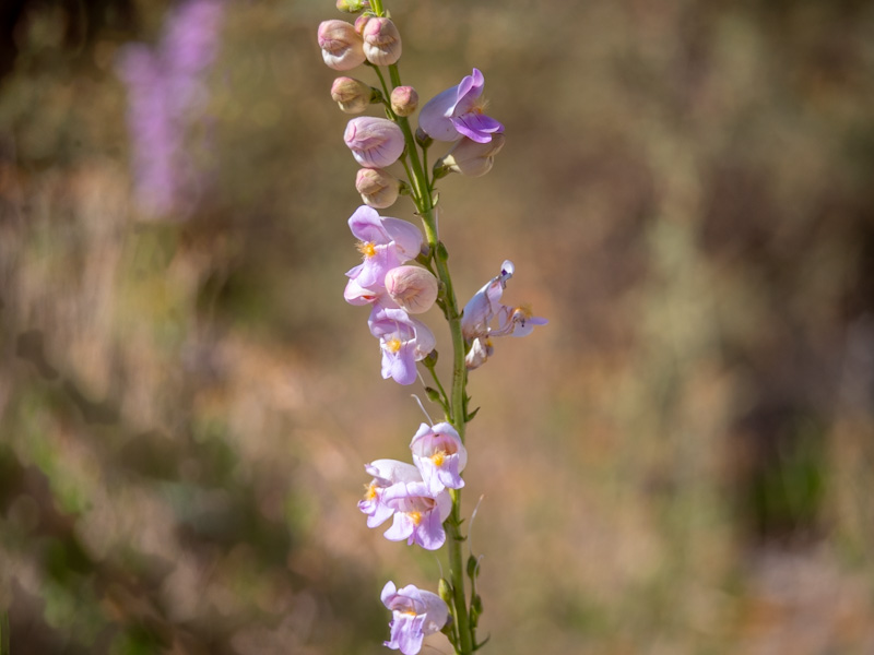 Palmers Penstemon (Penstemon palmeri). Corn Creek, Las Vega