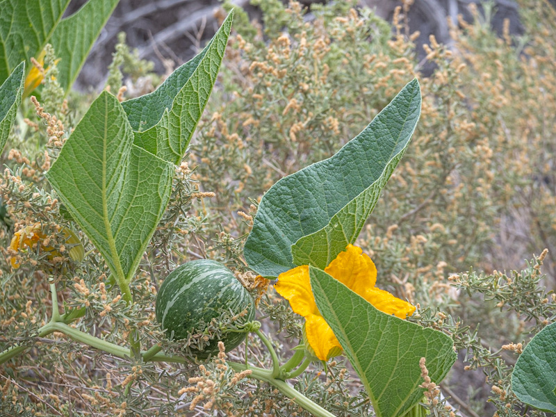 Buffalo Gourd (Cucurbita foetidissima). Corn Creek, Las Vegas (June 15)