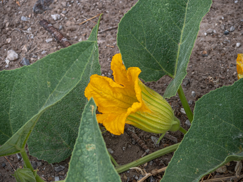 Buffalo Gourd (Cucurbita foetidissima). Corn Creek, Las Vegas (June 15)