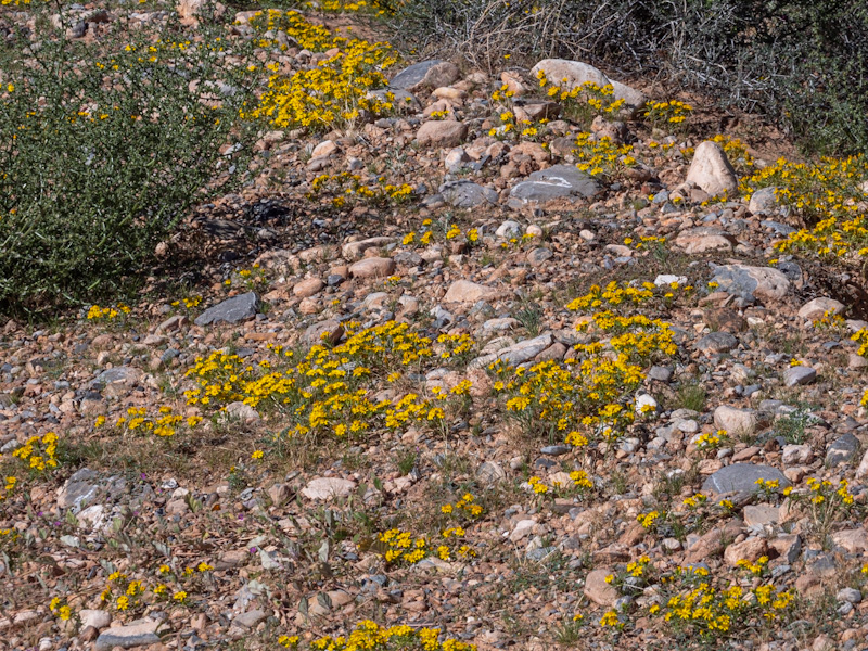 Cinchweed (Pectis papposa). Red Rock Canyon, Las Vegas