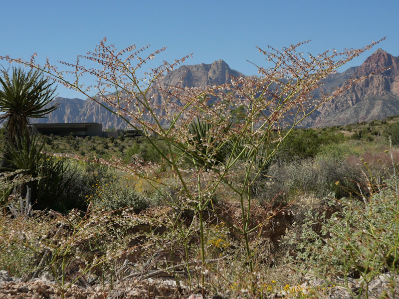 Skeletonweed (Eriogonum deflexum). Red Rock Canyon National Conservation Area, Las Vegas