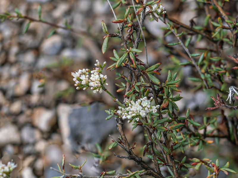 Slender Buckwheat (Eriogonum microtheca). Mountain Springs Summit, Spring Mountains