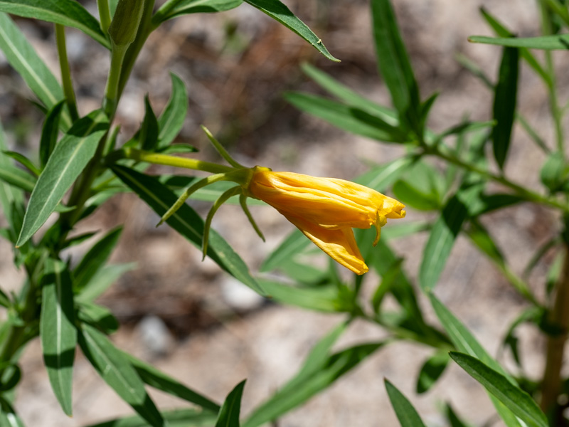 Hooker's Evening Primrose (Oenothera elata). Mountain Springs Summit, Spring Mountains, Nevada