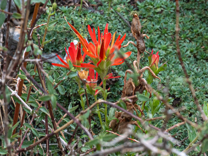 Clokey’s Paintbrush (Castilleja martini var. clokeyi). Mary Jane Falls Trail, Mount Charleston, Nevada