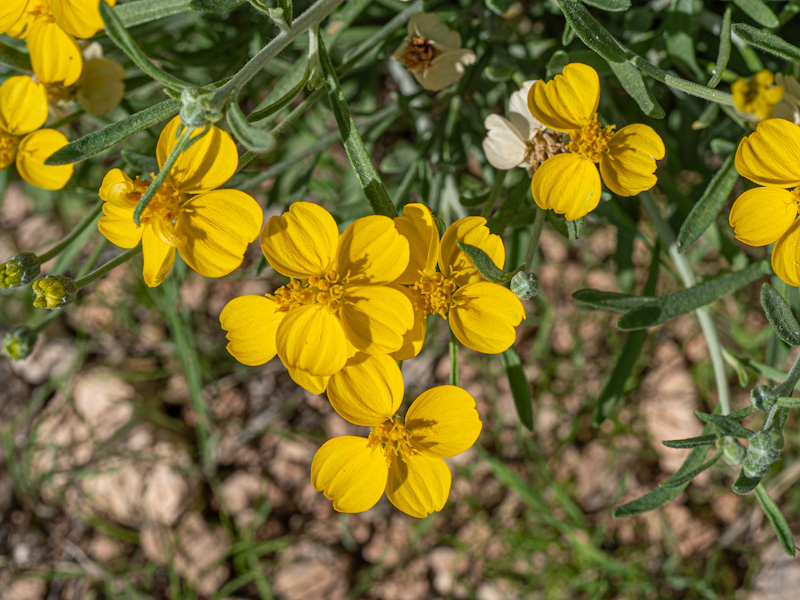 Cooper’s Paper Daisy (Psilostrophe cooperi). Red Rock Canyon, Las Vegas