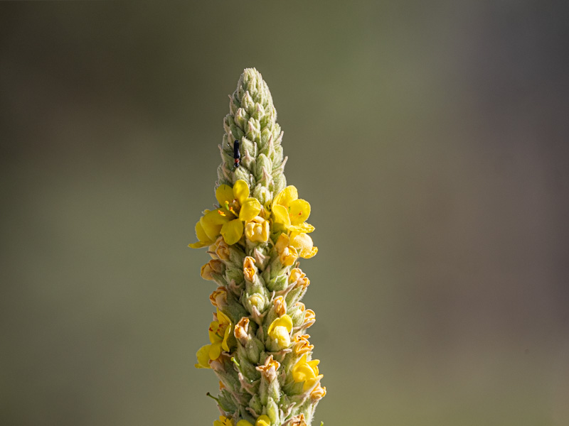 Mullein (Verbascum thapsus). Panguitch Lake, Utah