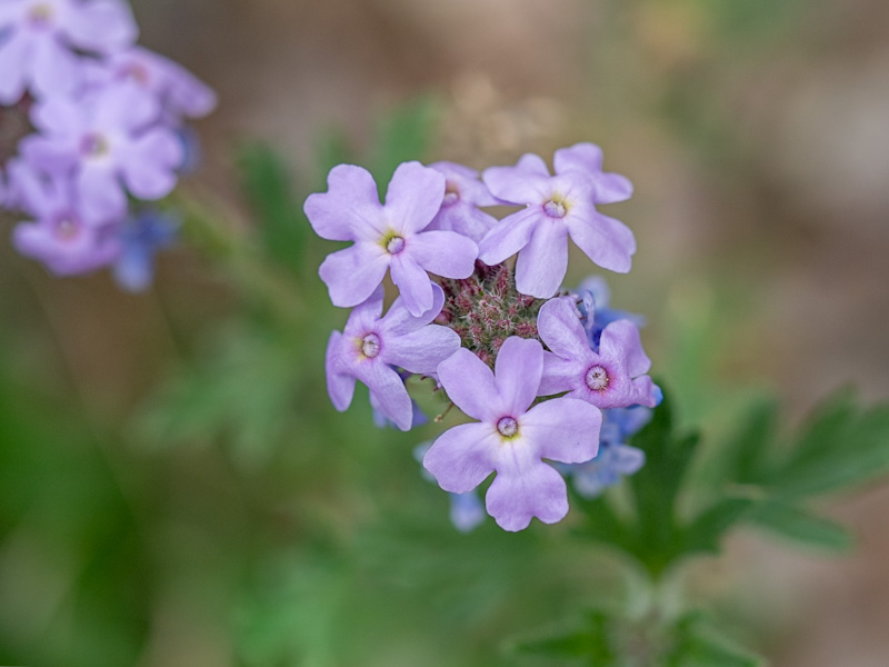 Southwestern Mock Vervain (Glandularia gooddingii). Mountain Springs Summit, Spring Mountains