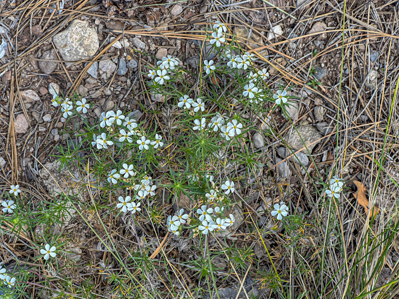 Nuttall's Linanthus (Leptosiphon nuttallii ssp. pubescens). Mount Charleston, Nevada