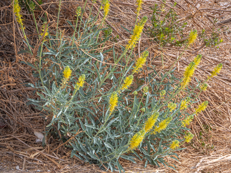 Desert Princes’ Plume (Stanleya pinnata). Wetlands Park, Las Vegas