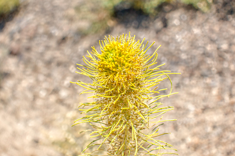 Panamint Princesplume (Stanleya elata) . Panamint Mountains, Death Valley, California