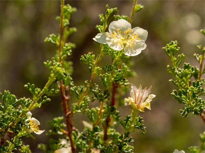 Stansbury Cliffrose with Seed Plumes (Purshia stansburiana). Red Rock Canyon, Las Vegas