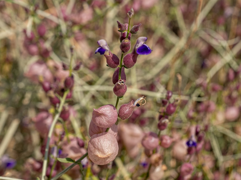 Pink Paperbag Bush (Scutellaria mexicana). Red Rock Canyon, Las Vegas