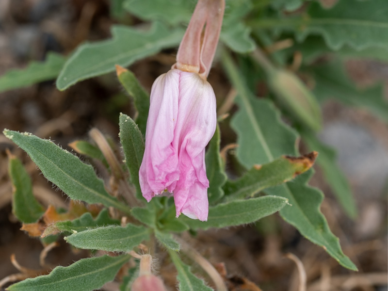 Tufted Evening Primrose (Oenothera caespitosa). Mountain Springs Summit, Spring Mountains, Nevada