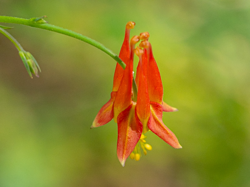 Western Columbine (Aquilegia formosa). Mount Charleston, Nevada