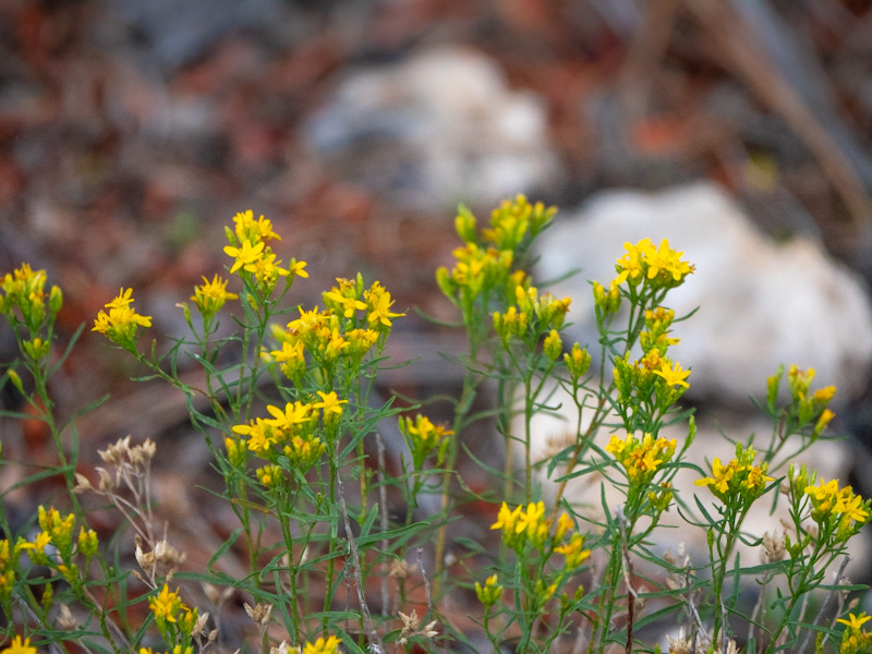 Broom Snakeweed (Gutierrezia sarothrae). Mount Charleston, Nevada