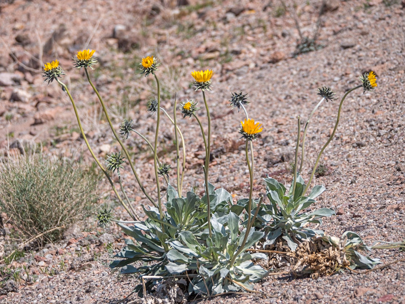 Silverleaf Sunray (Enceliopsis argophylla). Lake Mead, Nevada