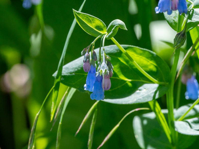 Aspen Bluebells (Mertensia arizonica). Cedar Breaks National Monument, Utah