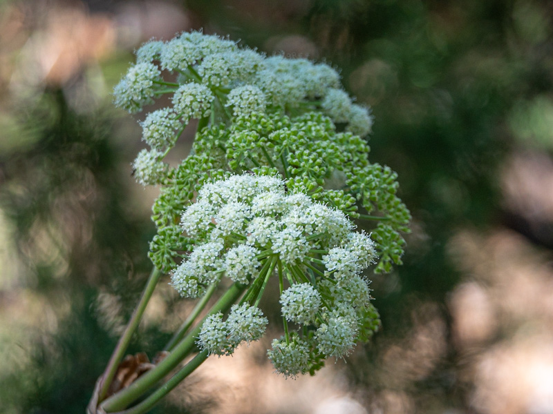 Charleston Mountain Angelica (Angelica scabrida). Mount Charleston, Nevada