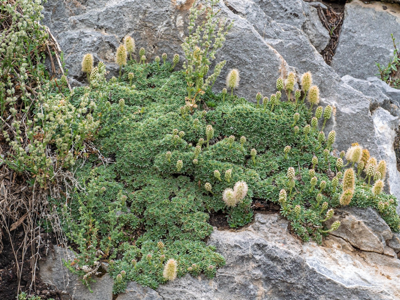 Mat Rock Spiraea (Petrophytum caespitosum). Mount Charleston, Las Vegas